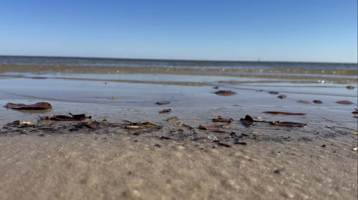 Sticks, leaves and small debris washed ashore Feb. 24 on Biloxi East Central Beach.